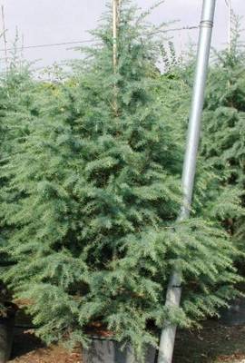 CEDRUS DEODARA